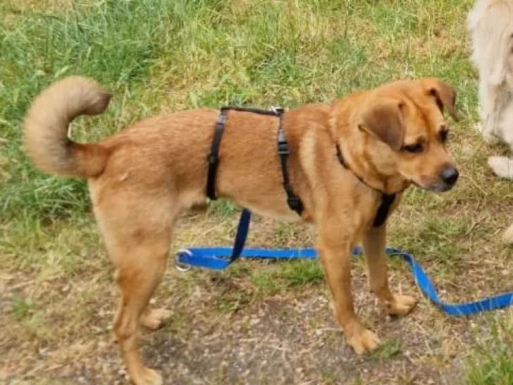À accueillir : chien de couleur fauve