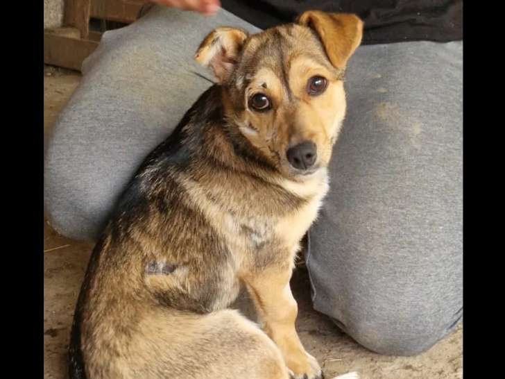 En attente d'adoption : chiot femelle fauve charbonné