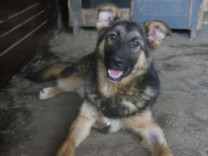 Adoption disponible : chiot femelle noir et feu