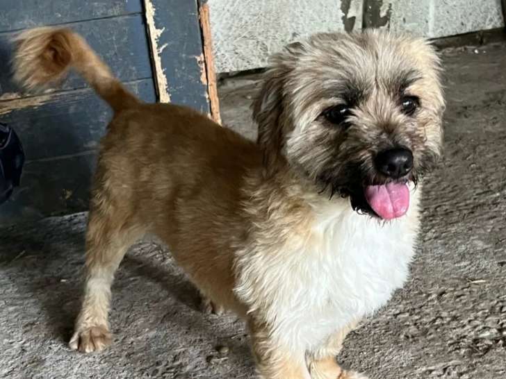 À la recherche d'un foyer : chien tricolore