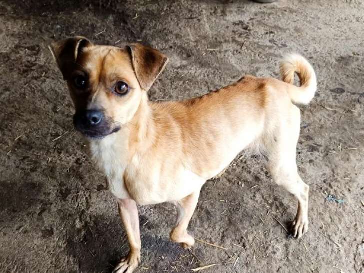 Chien fauve à adopter