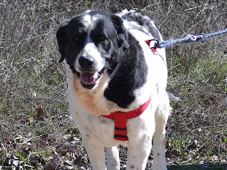 Fresa, femelle Mâtin Espagnol experte en calins à adopter