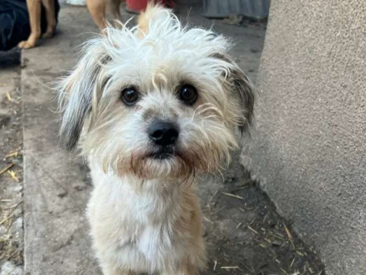 Chienne de 2 ans disponible à l'adoption