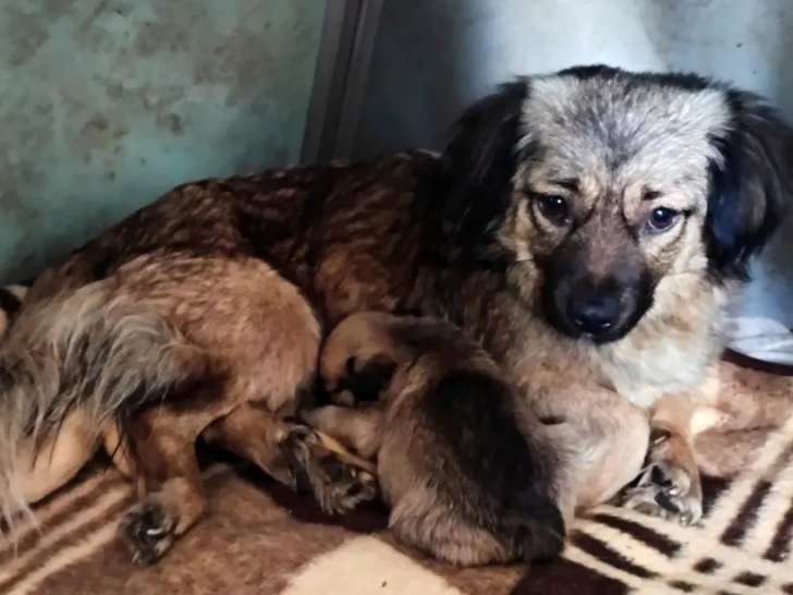 Chienne fauve charbonnée en attente d'adoption