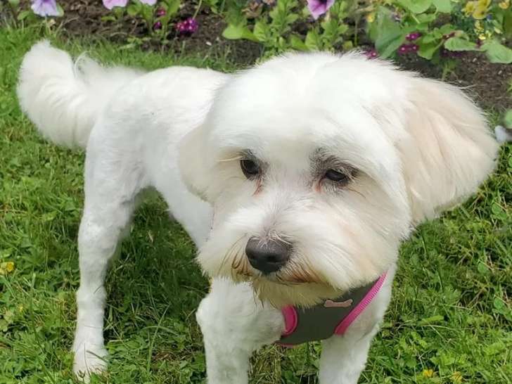 Chienne Bichon Frisé d'un an prête pour l'adoption