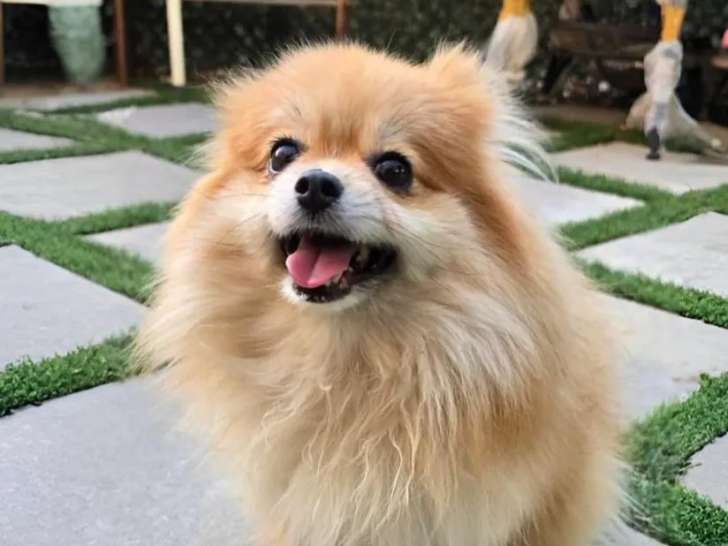 Chienne Spitz Allemand de 2 ans en attente d’un foyer