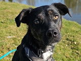 Chienne noire à accueillir