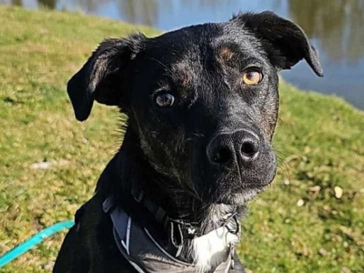 Chienne noire à accueillir