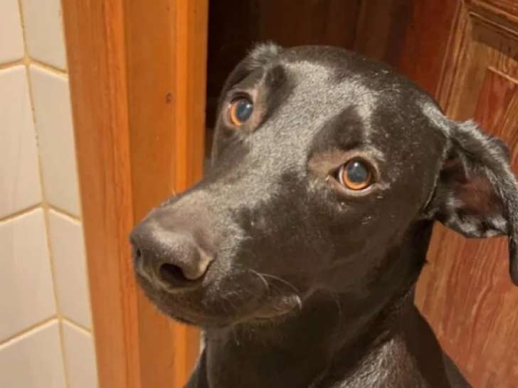 Chienne noire en quête d’une famille