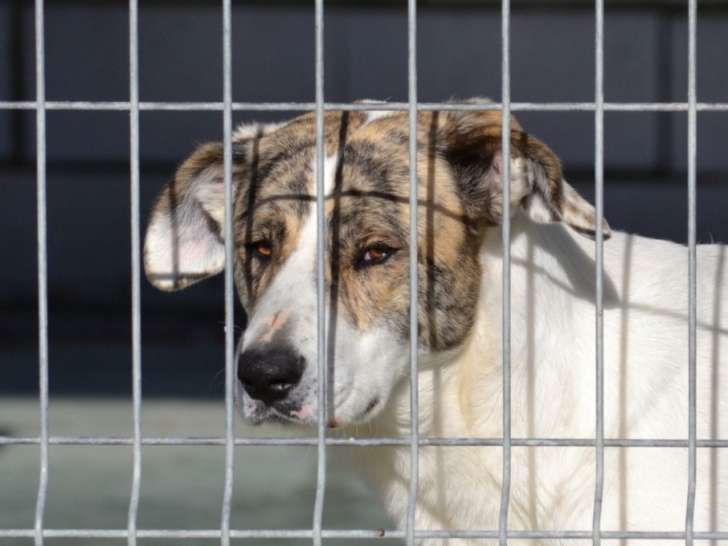 Mamba, belle femelle Mâtin Espagnol à adopter
