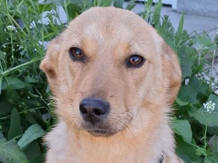Adoption disponible : chiot femelle beige