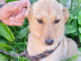 Adoption disponible : chiot femelle beige