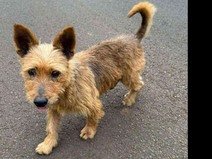 Chien marron à la recherche d'un foyer