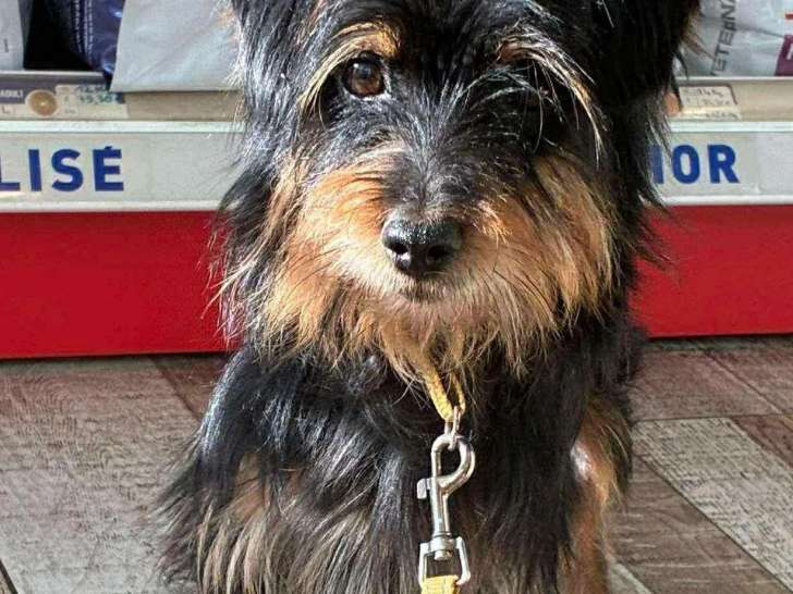 À adopter, chien noir et feu