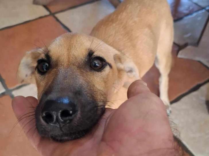 Disponible à l'adoption, chiot femelle de 3 mois