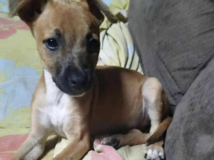 En attente d'adoption, chiot femelle au pelage caramel