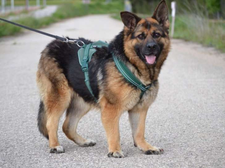 SOS pour Milaidy, femelle Berger Allemand à adopter