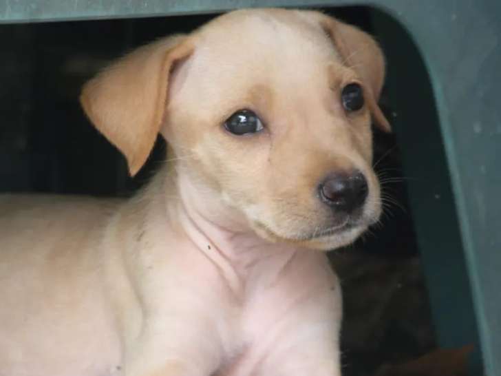 En attente d'une famille, chiot mâle de 2 mois