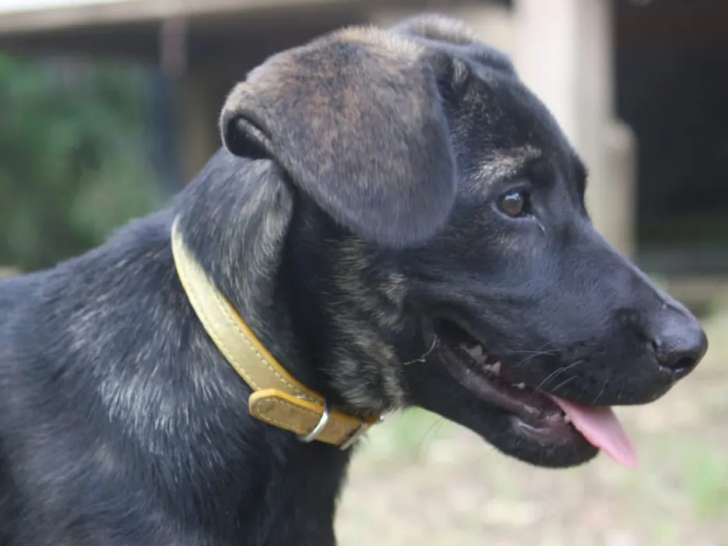 En quête d'un foyer, chiot mâle noir