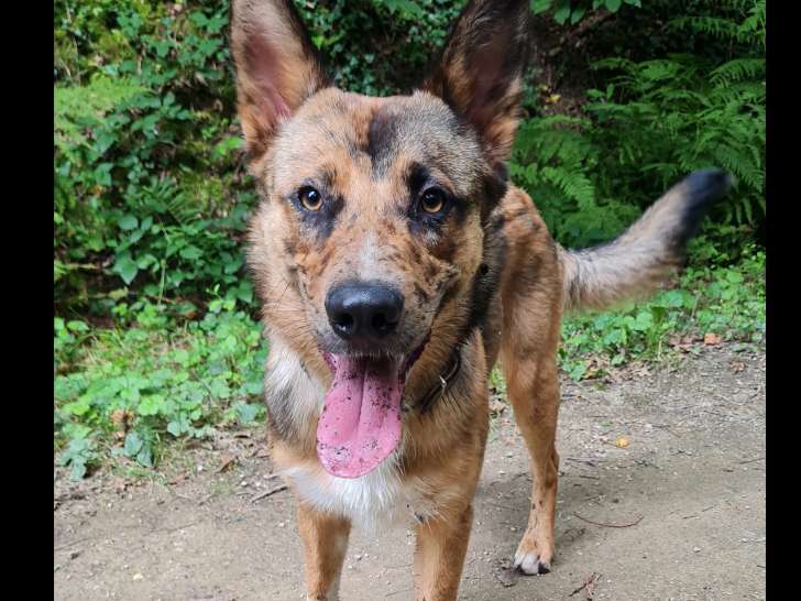 Adoption disponible : chien fauve charbonné