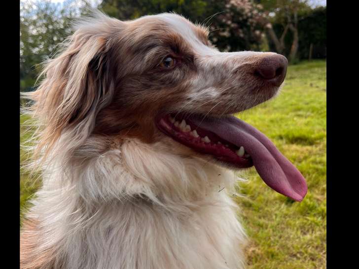 À la recherche d'un foyer, chien rouge merle