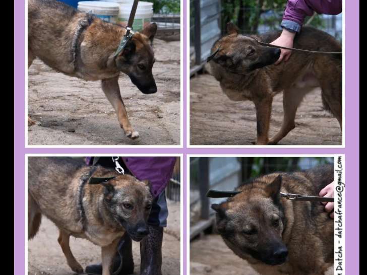 À adopter : chien de 3 ans