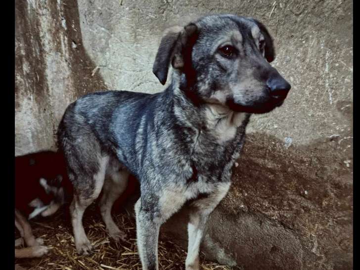 Chien bringé prêt pour l’adoption