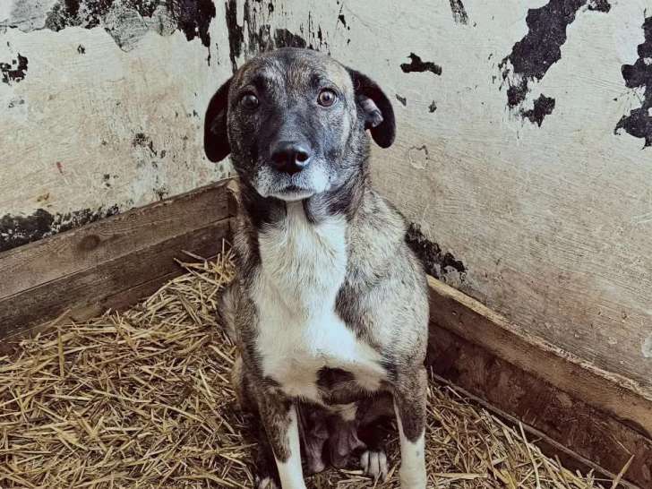 Chienne de 3 ans en attente d’une famille