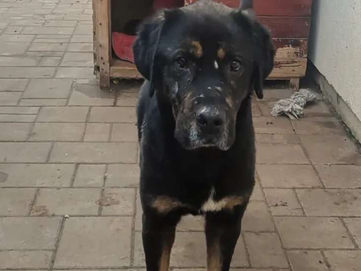 Chien noir et feu à accueillir