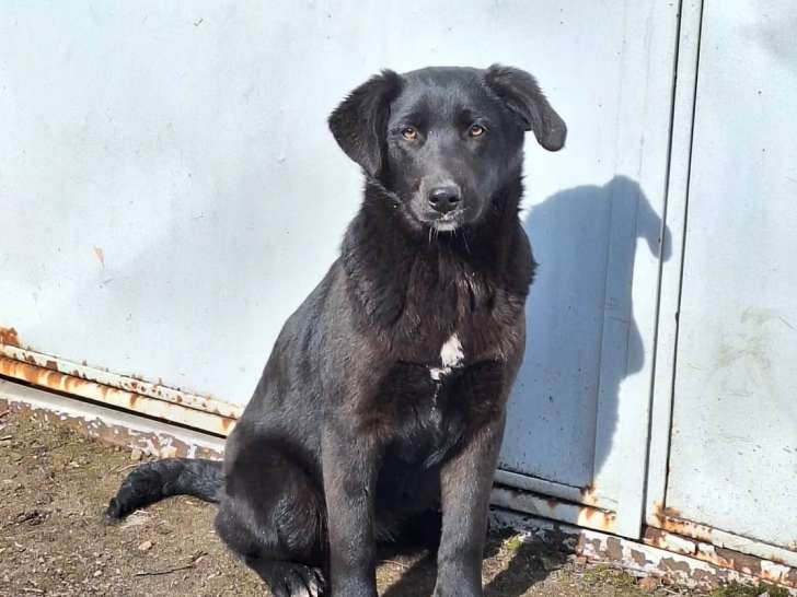 Chiot femelle noir en quête d’un foyer