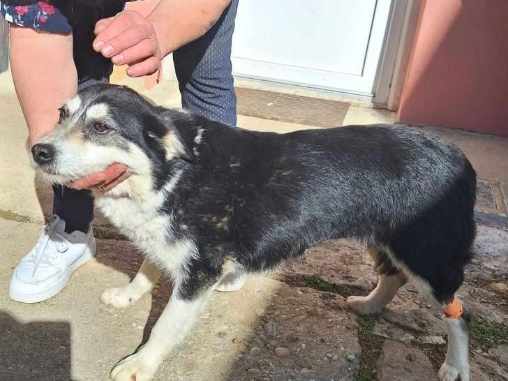 Chienne noire et blanche à la recherche d'un foyer