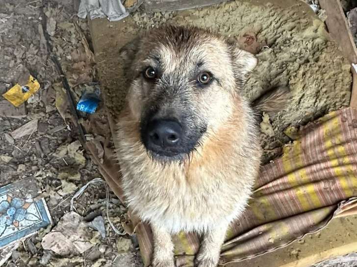 Adoption disponible : chienne fauve charbonnée