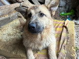 Adoption disponible : chienne fauve charbonnée