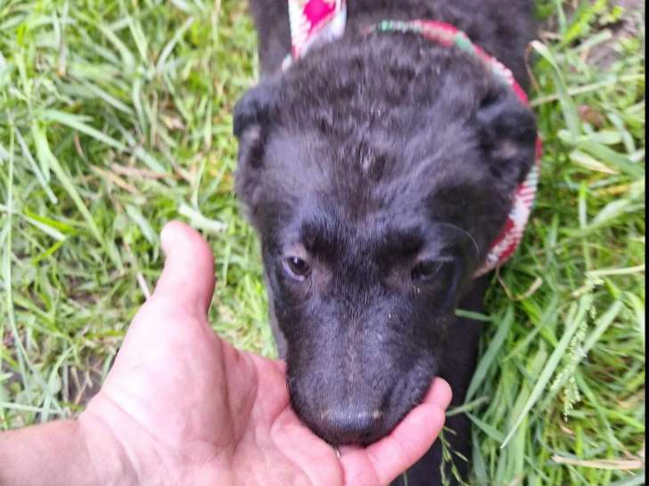 À adopter, chiot femelle noir
