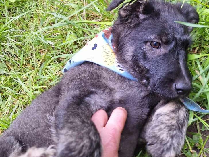 Disponible à l'adoption, chiot mâle de 5 mois