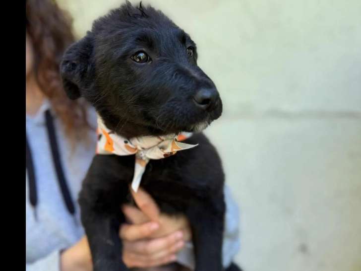 En attente d'adoption, chiot femelle de 4 mois