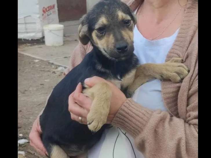 Prêt pour l’adoption, chiot femelle tricolore