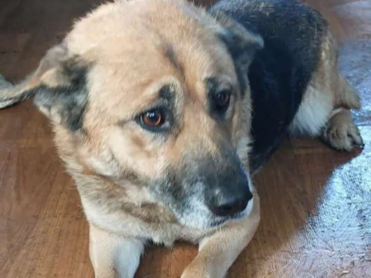 En attente d’un foyer, chienne de 4 ans