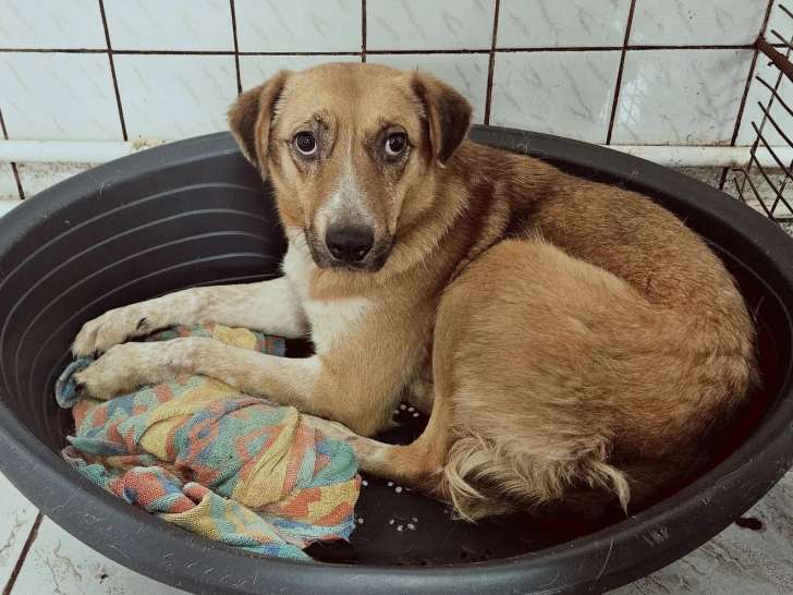 À accueillir, chienne au pelage beige