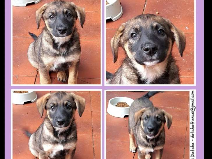 Disponible à l'adoption : chiot femelle tricolore