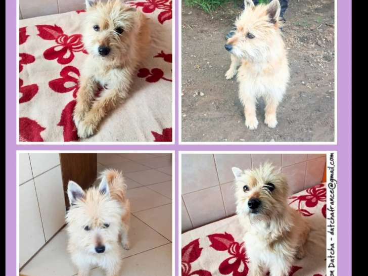 En attente d'adoption : chienne d'un an