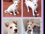 Prêt pour l'adoption : chiot mâle roux et blanc