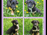 En attente d'un foyer : chiot mâle de 3 mois