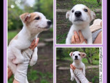 À accueillir : chiot mâle âgé de 3 mois