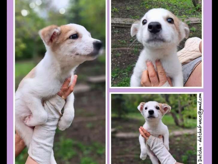 À accueillir : chiot mâle âgé de 3 mois