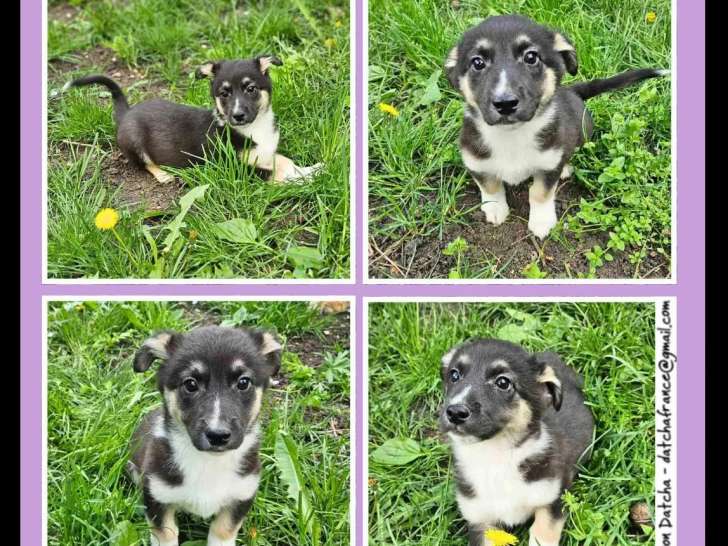 En quête d’une famille : chiot mâle au pelage tricolore