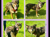 Adoption disponible : chienne de 5 ans
