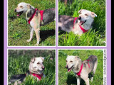 À la recherche d'un foyer : chienne crème