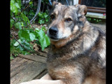 Chien fauve charbonné à adopter