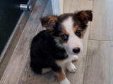 Chiots Border Collie non LOF à vendre
